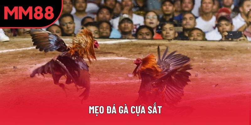Mẹo Đá Gà Cựa Sắt Hiệu Quả Cho Người Mới Và Cao Thủ